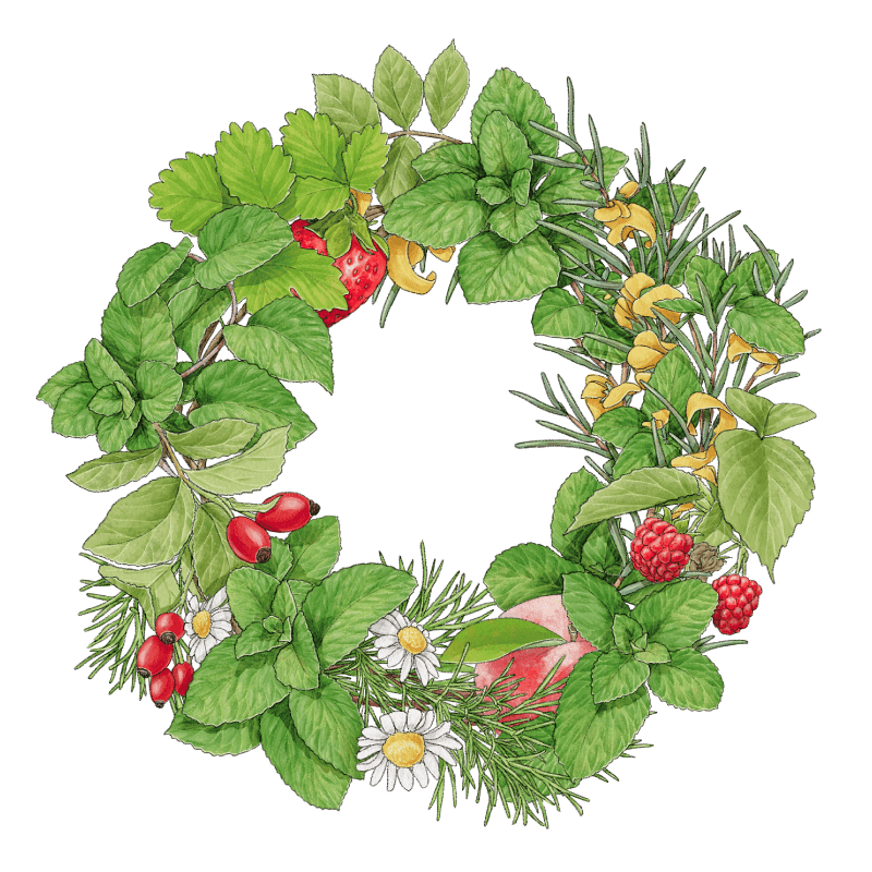 ORGANIC HERB SERIES（オーガニックハーブシリーズ）| 株式会社 BH(ビーエイチ)