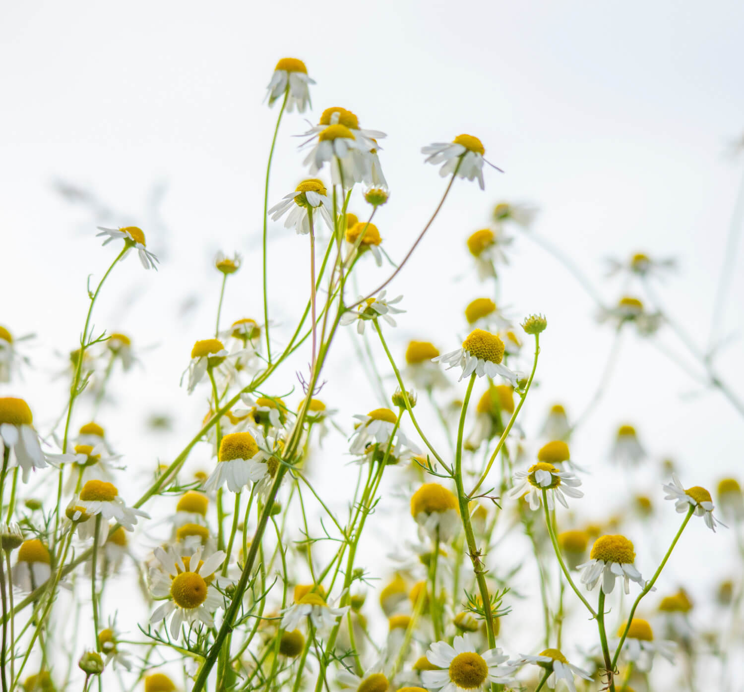 イタリアとEUの厳格な基準をクリアしたオーガニック品質 | ORGANIC HERB SERIES（オーガニックハーブシリーズ）| 株式会社 BH(ビーエイチ)